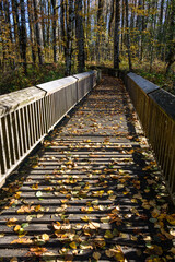Riparian Forest Overlook trail boardwalk, yellow leaves of fall, Nisqually National Wildlife Refuge, Washington State
