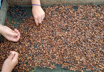 hands sorting defect of coffee beans