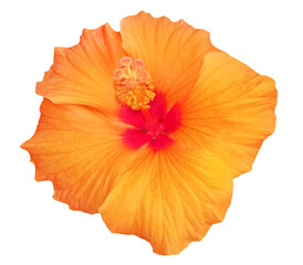Hibiscus, orange flower with pistils. Object white isolated.
