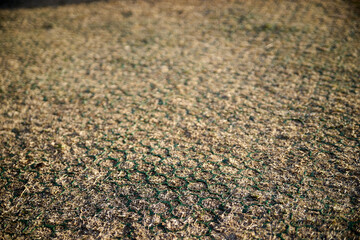 冬の芝生・アップ・養生・奥行き