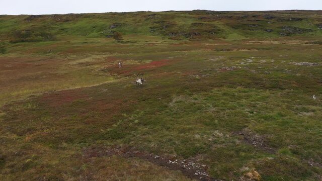 Vue a&eacute;rienne par drone de reines en p&acirc;turage au Cap Nord en Norv&egrave;ge 
