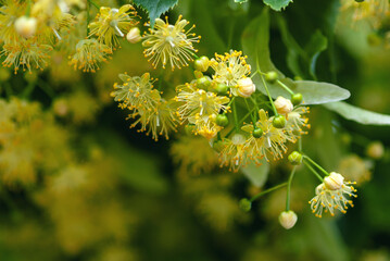 Linden tree blossom in summer forest, close up of lime blooming