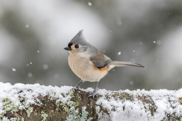 Tufted Titmouse perched on log in winter during snowfall
