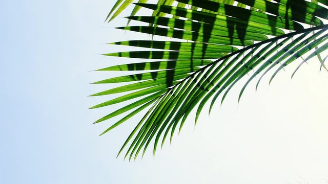 tropical palm leaf swaying in the wind and bright sky background