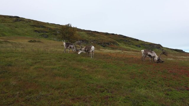 Vue a&eacute;rienne par drone de reines en p&acirc;turage au Cap Nord en Norv&egrave;ge 