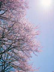 The cherry blossoms planted next to the workplace are in full bloom.
