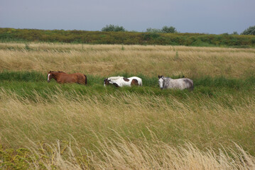 Chevaux progressant dans les hautes herbes de Brière.