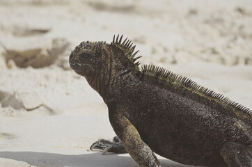 Galapagos Marine Iguana on Santa Cruz Galapagos, on sandy beach after swimming in the ocean.
