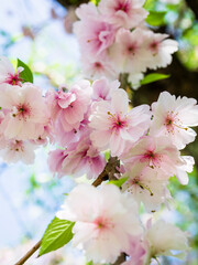 Obraz premium The cherry blossoms planted next to the workplace are in full bloom. 