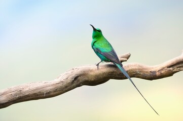 MALACHITE SUNBIRD ( Nectarinia famosa). kwazulu natal, South Africa 