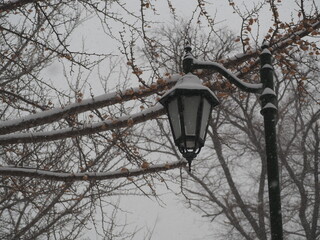 北海道大学の街灯