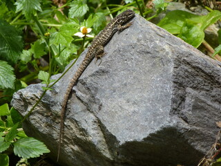 Pequeña lagartija posando en una roca