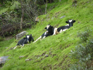 Vacas descansando
