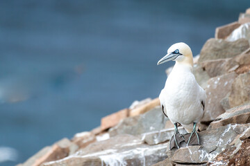 A Northern Gannet bird perched on a rock at the side of a cliff. The eloquent looking bird has a yellow head, blue eyes and beak and a white feather back with a brown tail. The bird's neck is tilted.