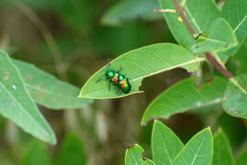 Mating pair of dogbane leaf beetles.