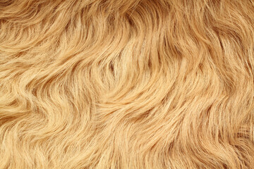 Long curved beige lama fur. View from above. Closeup . Texture.