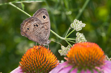 Common Wood Nymph butterfly feeding on Coneflower