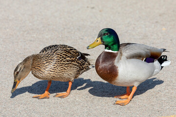 Close Up of Male and Female Mallard Ducks on Concrete
