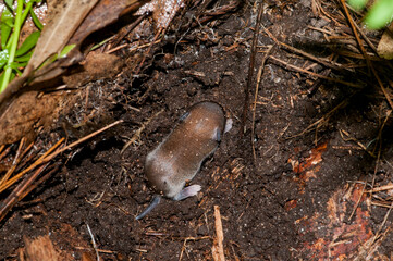 Baby White-footed mouse living undert a log in the forest.