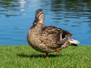 Duck doing yoga