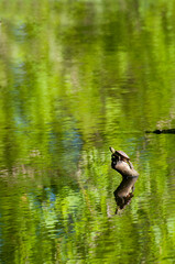  Western Painted Turtle sunning on log in a pond
