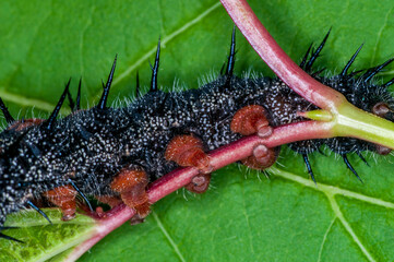 Mourning Cloak caterpillar showing closeup of legs grasping leaf stem.