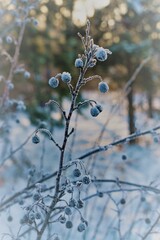 Winter scene. Blue berries on a branch covered with snow