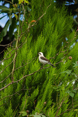 bird on a tree