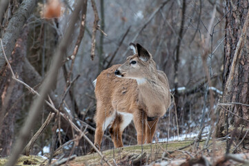 Female White-tailed deer in her winter coat