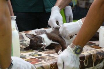 veterinarian examining a cat