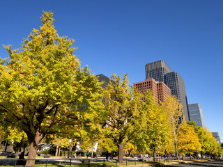 東京都　丸の内オフィスビル街とイチョウ並木　
タイトル変更