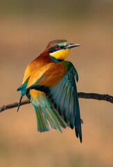 Abejaruco europeo - Murcia