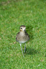 Pacific Golden Plover in non breeding plumage walking toward camera.