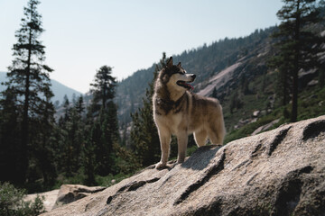 Husky in the mountains