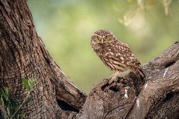 Mochuelo europeo - Lorca, Murcia