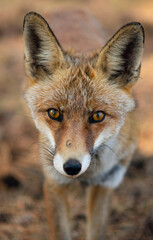 Zorro (Vulpes vulpes) - Cazorla, España