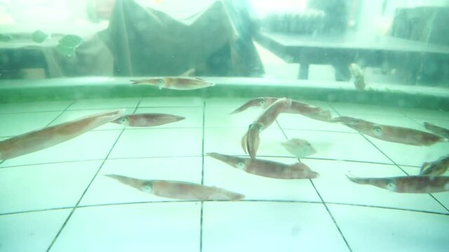 Squids swim in a fish tank at a restaurant To sell