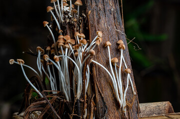Mushrooms, sprouting after days of rain