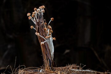 Mushrooms, sprouting after days of rain