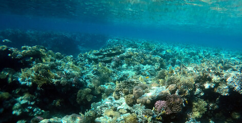 Naklejka na ściany i meble Tropical coral reef. Ecosystem and environment. Egypt. Near Sharm El Sheikh
