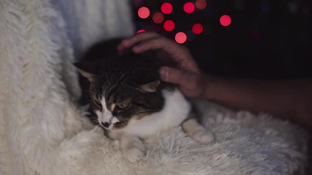 Christmas cat. animal and Christmas decorations. the owner strokes the cat