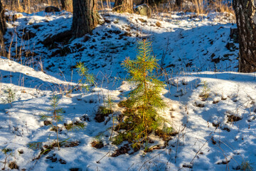 Pine tree in the snow. Winter snow-covered forest. Landscape.