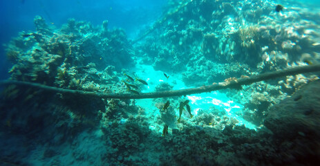 Tropical coral reef. Ecosystem and environment. Egypt. Near Sharm El Sheikh