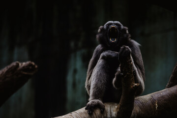 Monkey yawning while sitting on a tree
