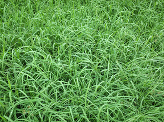 草
