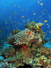 Several predators hunting at a coral pinnacle in the Red Sea
