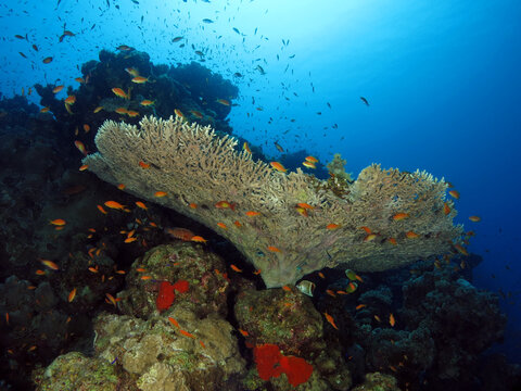 Acropora Tabulate In The Red Sea