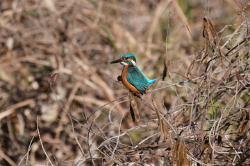 common kingfisher is on the branch