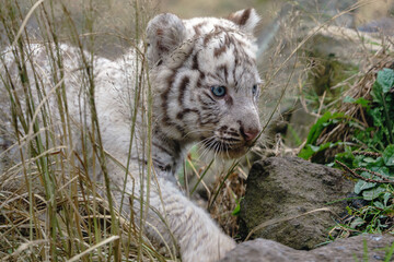 ホワイトタイガー赤ちゃん