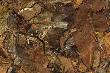 White tea tea leaves, tea elements background.